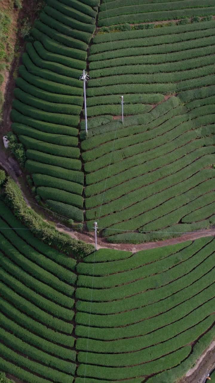 Vertical aerial Top down above Kyoto's Scenic Tea Fields Lush Green Terraces
