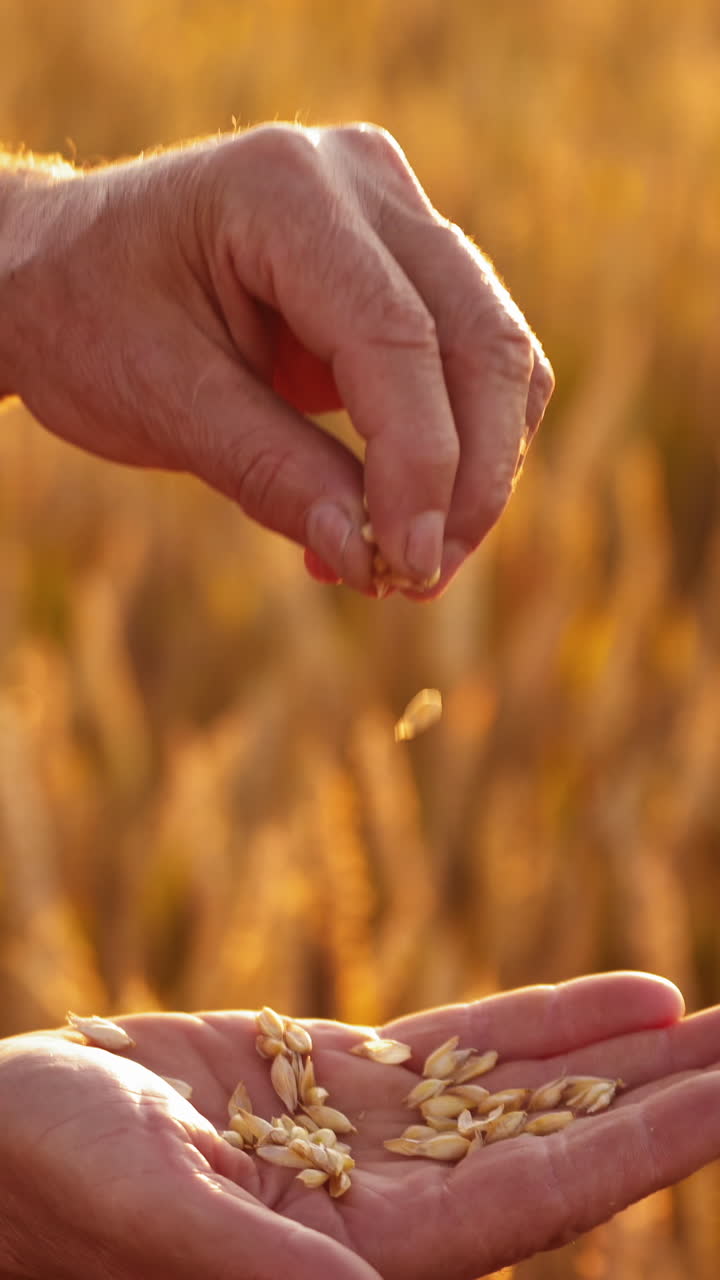 Ripe grains in man's hands. Farmer holding seeds in hands and looking at ripeness of crop on the blur background of yellow spikelets. Close-up. Vertical video