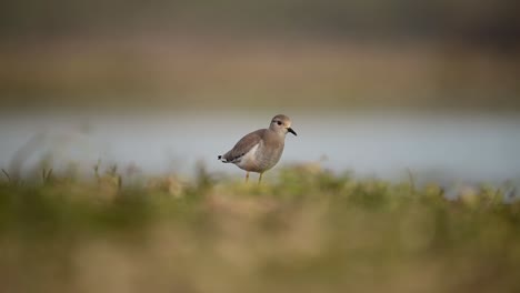 white-tailed lapwing bird in wetland area