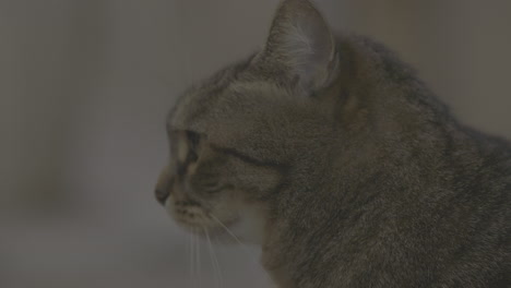close-up of a grey tabby cat
