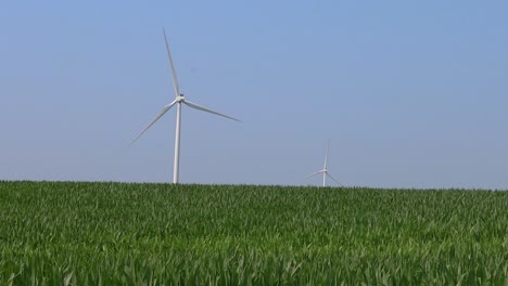 Ein-Sauberer,-Klarer-Tag-Mit-Riesigen-Windkraftanlagen-über-Einem-Maisfeld-In-Iowa-Im-Herzen-Amerikas
