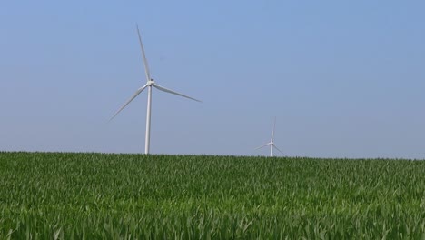 a clean clear day with giant wind turbines over an iowa cornfield in the heartland of america