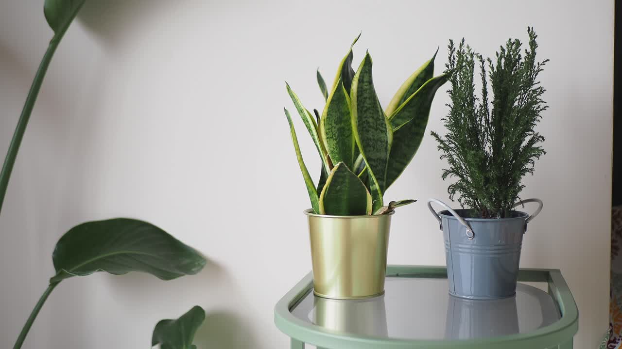Piante decorative in vaso negli interni di una casa moderna.