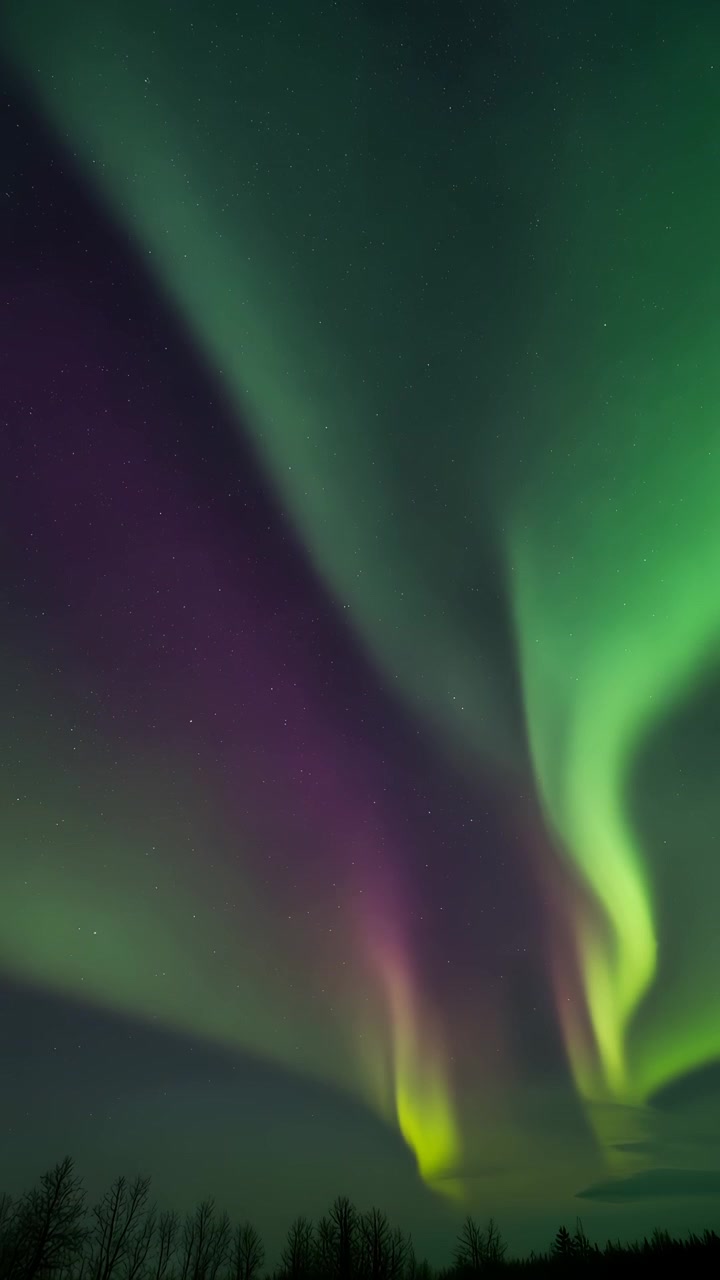 Lysende grønt og lilla nordlys, der danser på nattehimlen over mørke skovsilhuetter