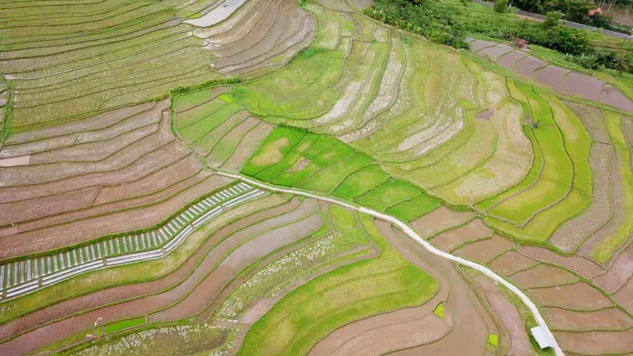 toma aérea del campo de arroz tropical