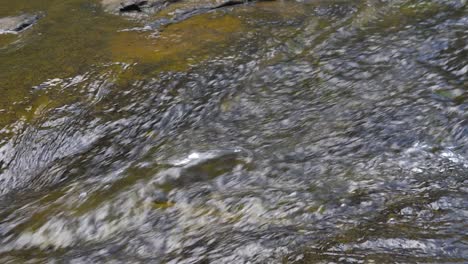 a green leaf floating on water flowing downstream