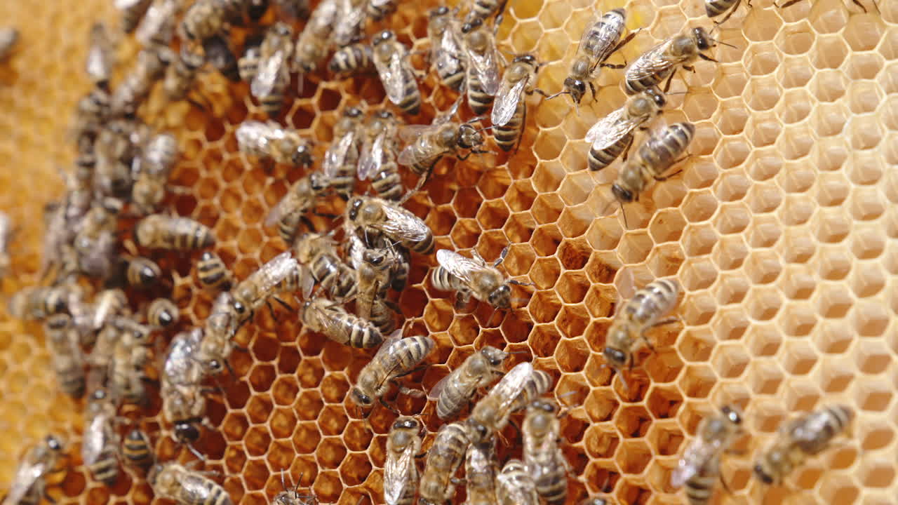 Bee insects crawl over the wax cells. Honey bees busy with their work on honeycomb. Close up.