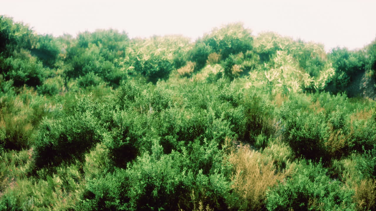 toques de hierba seca en el páramo