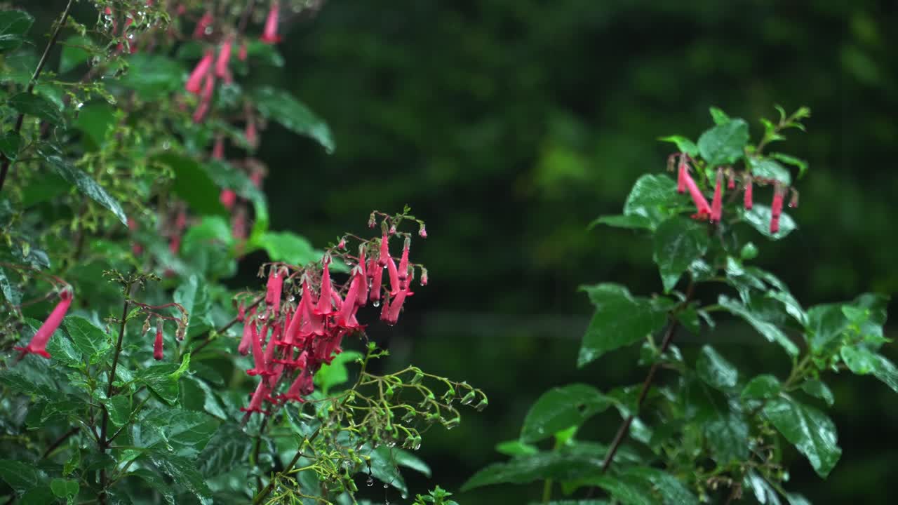 una fuerte lluvia cae en el jardín británico, phygelius.