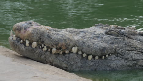 Eine-Nahaufnahme-Einer-Riesigen-Krokodilschnauze-über-Dem-Wasser