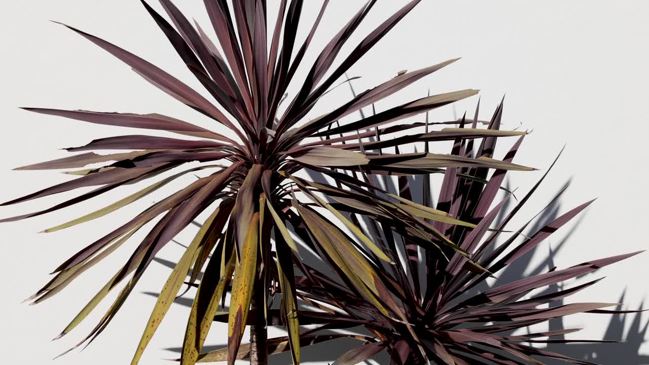árbol de cordyline australis con cambios de luz y sombras