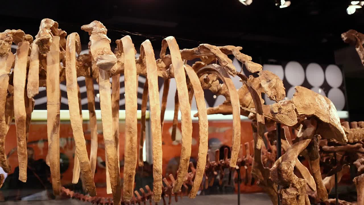 esqueleto de dinosaurio expuesto en el museo de melbourne