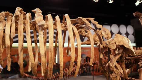 dinosaur skeleton displayed at melbourne museum