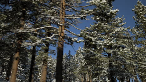 Beautiful-Douglas-Fir-trees-pass-by-as-seen-from-the-passenger-side-window-of-a-car-driving-through-Lake-Tahoe-neighborhood