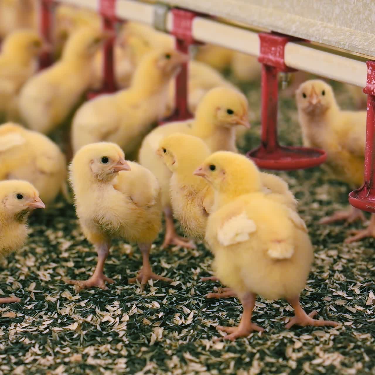Fluffy chicks drinking water from drinking bowls. Broiler chickens take medicine from automated equipment for better growth on a poultry farm