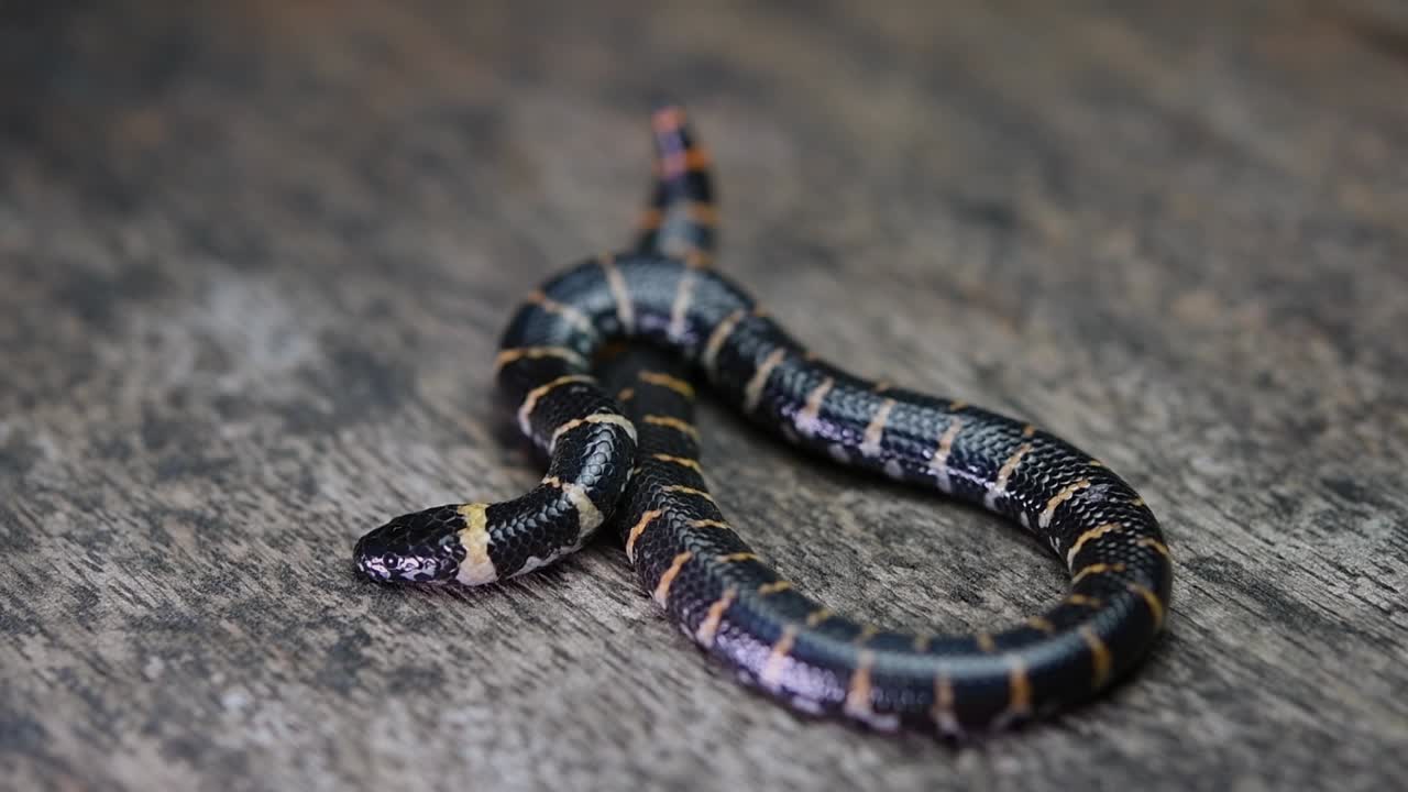serpiente de pipa común, cylindrophis ruffus, sobre un piso de madera, cuerpo enrollado y respirando regularmente mientras descansa por un momento