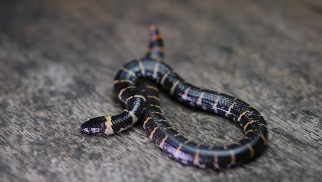 Common-Pipe-Snake,-Cylindrophis-ruffus,-on-a-wooden-floor,-looped-body,-and-breathing-regularly-as-it-is-resting-for-a-moment