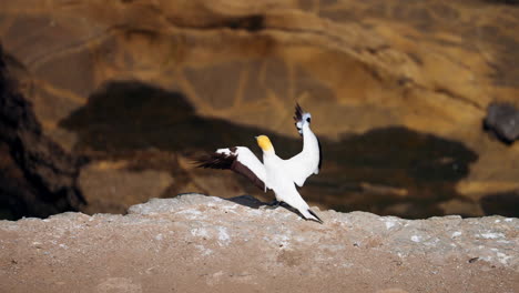 Ganet-bird-preening-feathers-on-edge-of-cliff---Muriwai,-New-Zealand