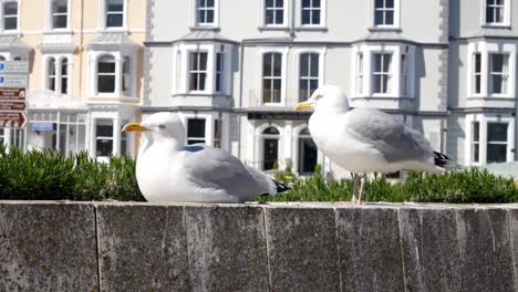 Paar-Möwen-Sonnenbaden-Auf-Steinmauer-Vor-Stadthaus-Promenade-Am-Meer