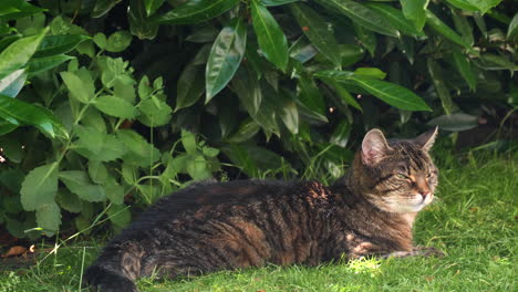 cat resting a grasfield in the garden