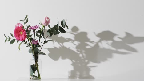 video of pink flowers in glass vase with copy space on white background