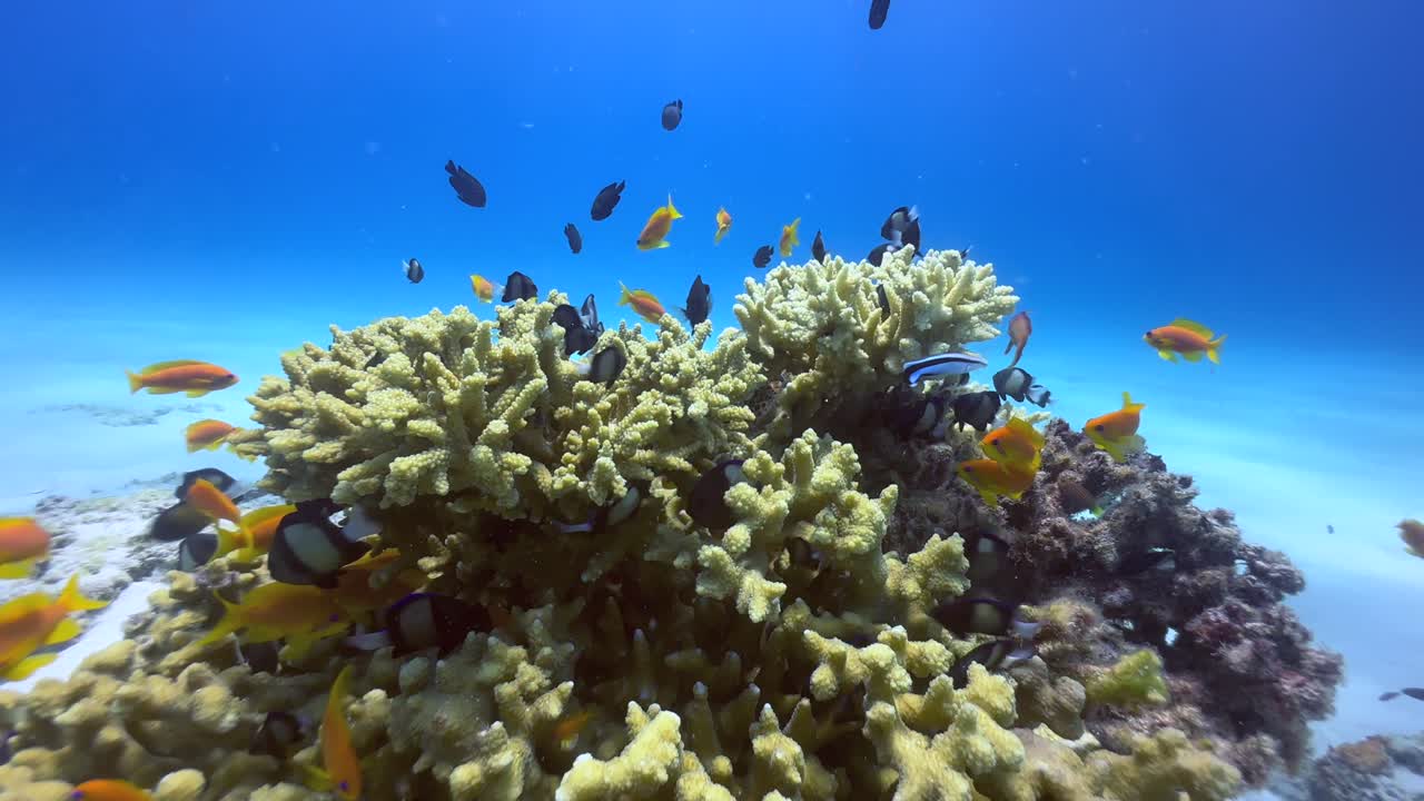 Tropical reef fish around a coral reef in Zanzibar, Tanzania.