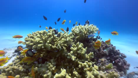 tropical reef fish around a coral reef in zanzibar, tanzania.