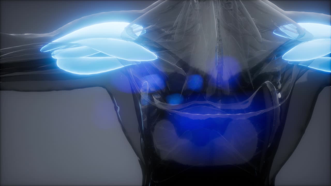 델토이드 - 눈에 보이는 근육 해부학 지도