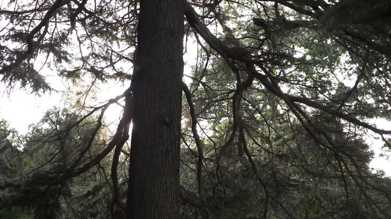 Pine tree against warm sunshine background medium tilting shot