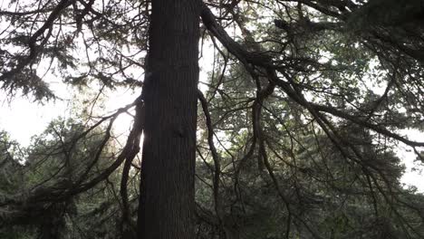 pine tree against warm sunshine background medium tilting shot