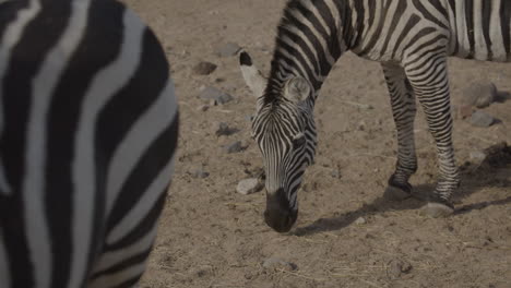 Pair-of-zebras-grazing-outdoors-close-up