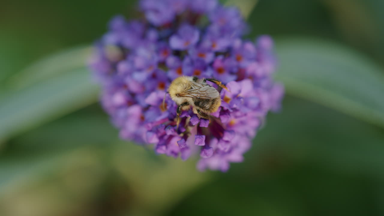 abeja recogiendo néctar de la flor de budleia, primer plano durante el verano
