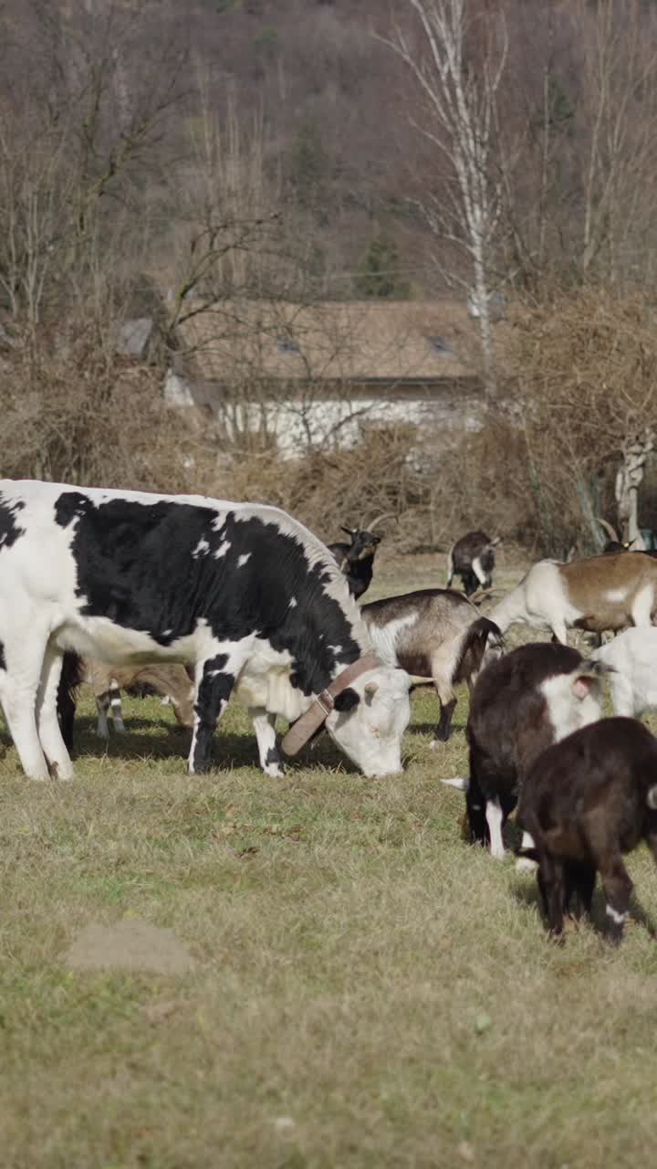 Cattle and goats grazing in a field