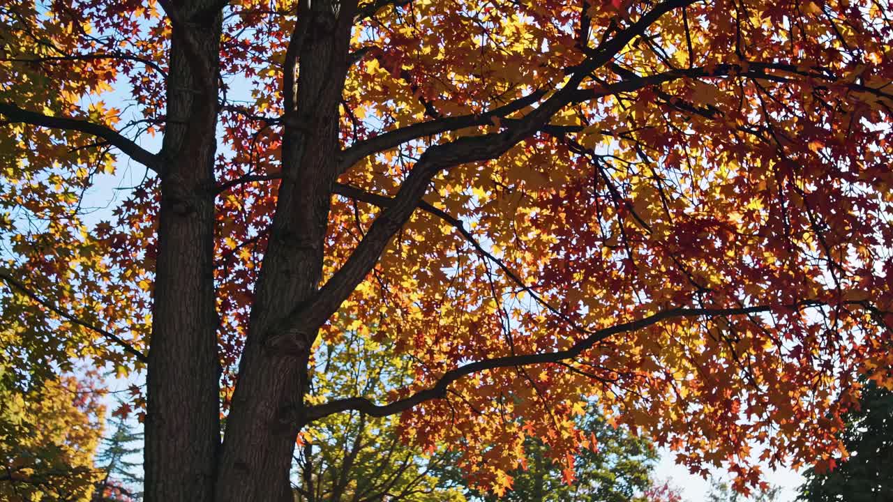 Low-angle video capturing vibrant autumn leaves on tree branches against a clear sky