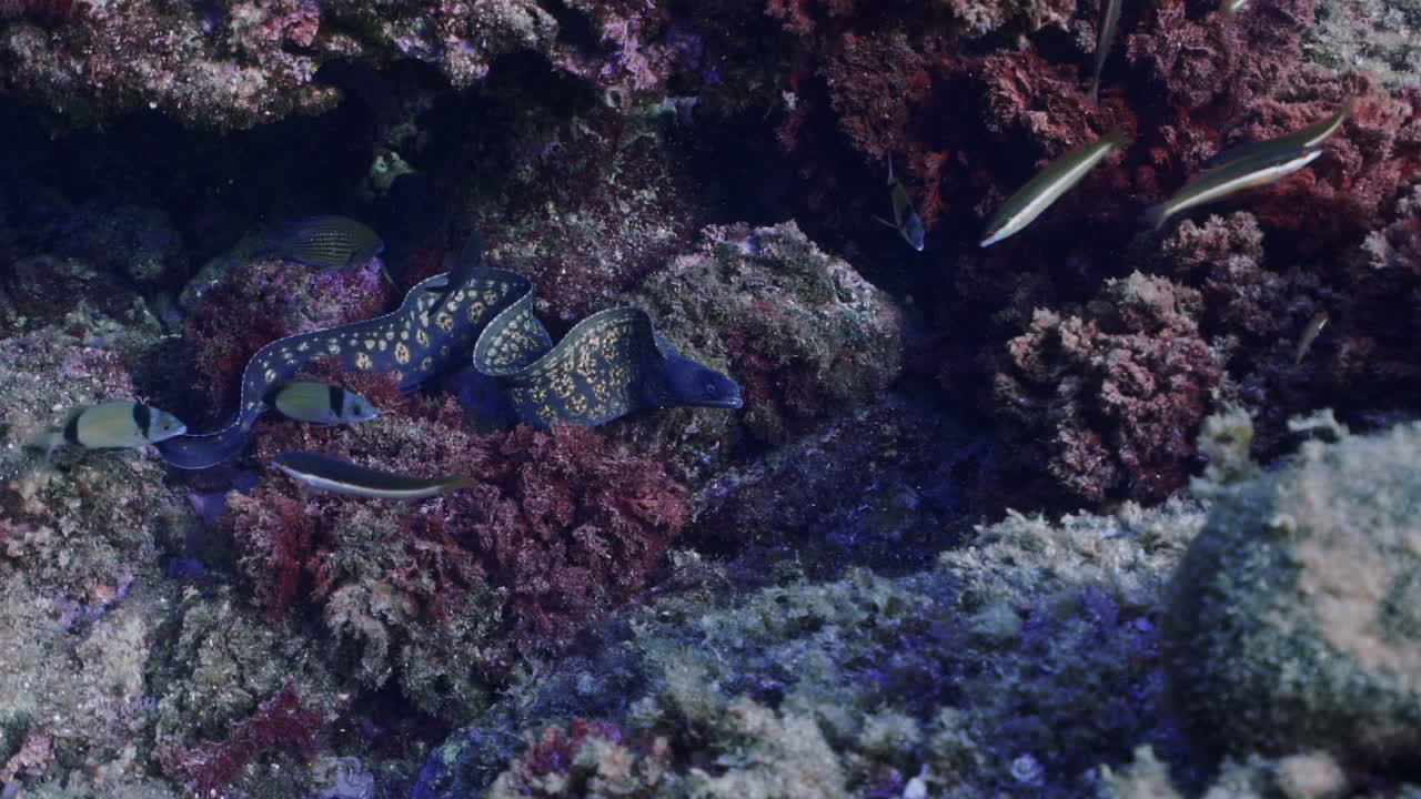 Moray eels hidding under rocks in mediterranean sea