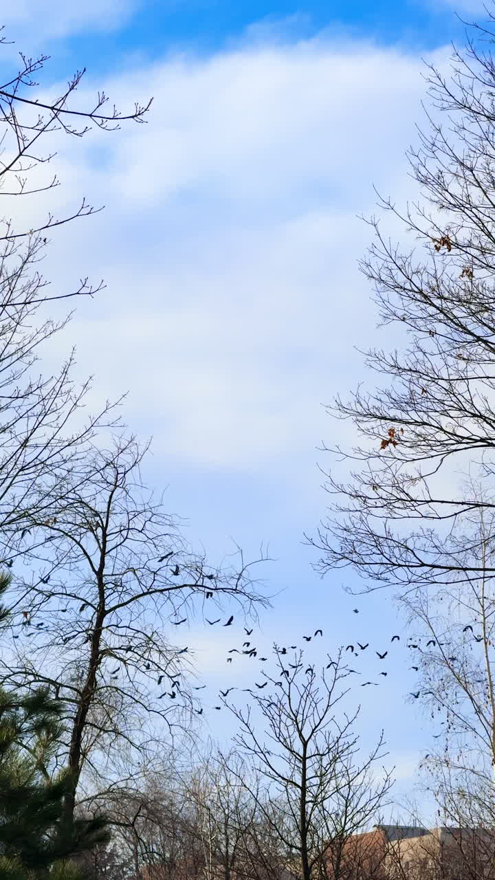 Lots of birds fly in the sky over the city. View of the flock in the sky above the bare trees. Vertical video.