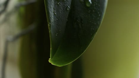 Etwas-Wasser-Auf-Ein-Blatt-Streuen-15