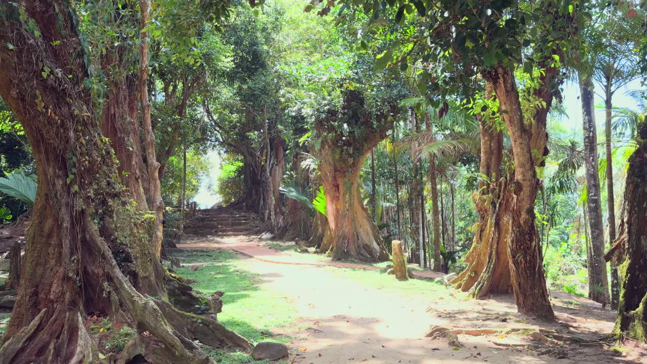 Mission Lodge, sentiero tra gli alberi del drago, Mahé, Seychelles 30fps