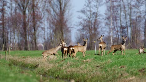 roe deer in a field