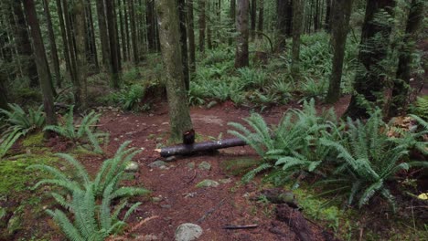 Bosque-Denso-Natural-Con-Plantas-En-El-Suelo,-Tiro-En-Auge