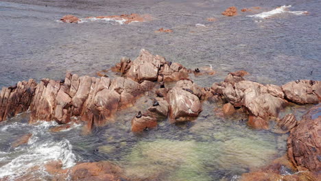 Toma-Aérea-De-Focas-Sentadas-En-Rocas-En-El-Oeste-De-Australia-Durante-El-Día