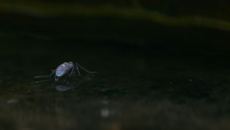 Mosquito-Quironómido-Que-No-Muerde-Flotando-En-La-Superficie-Del-Agua,-Moviéndose-Suavemente-Con-La-Brisa