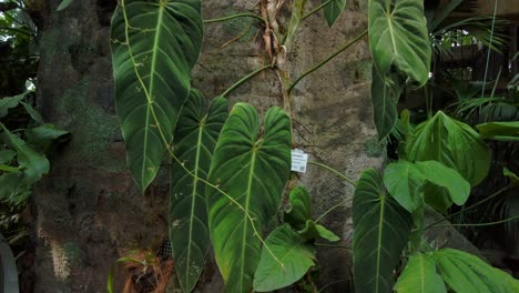 Indoor rainforest exhibit at Tropicarium Bogotá, featuring lush tropical plants and habitats