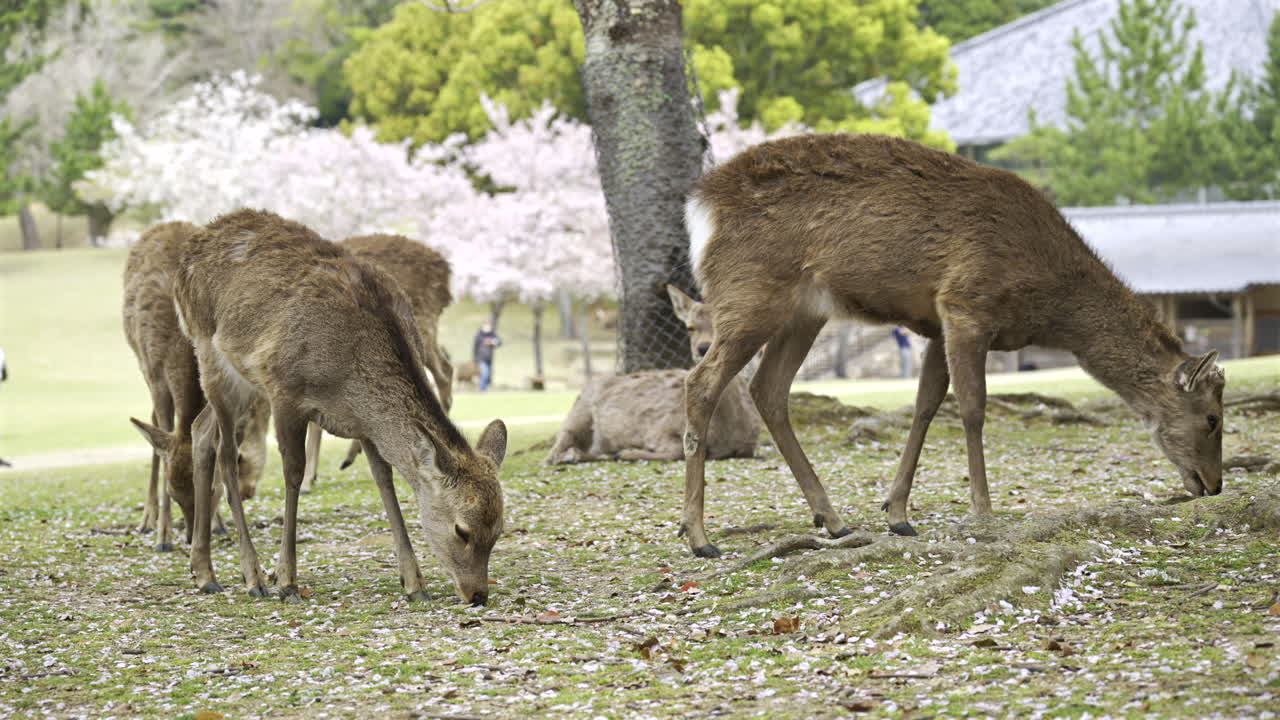 Grazing deer in Nara Park garden, amidst scattering cherry blossom petals. Visitors enjoy the peaceful setting in a beautiful spring landscape