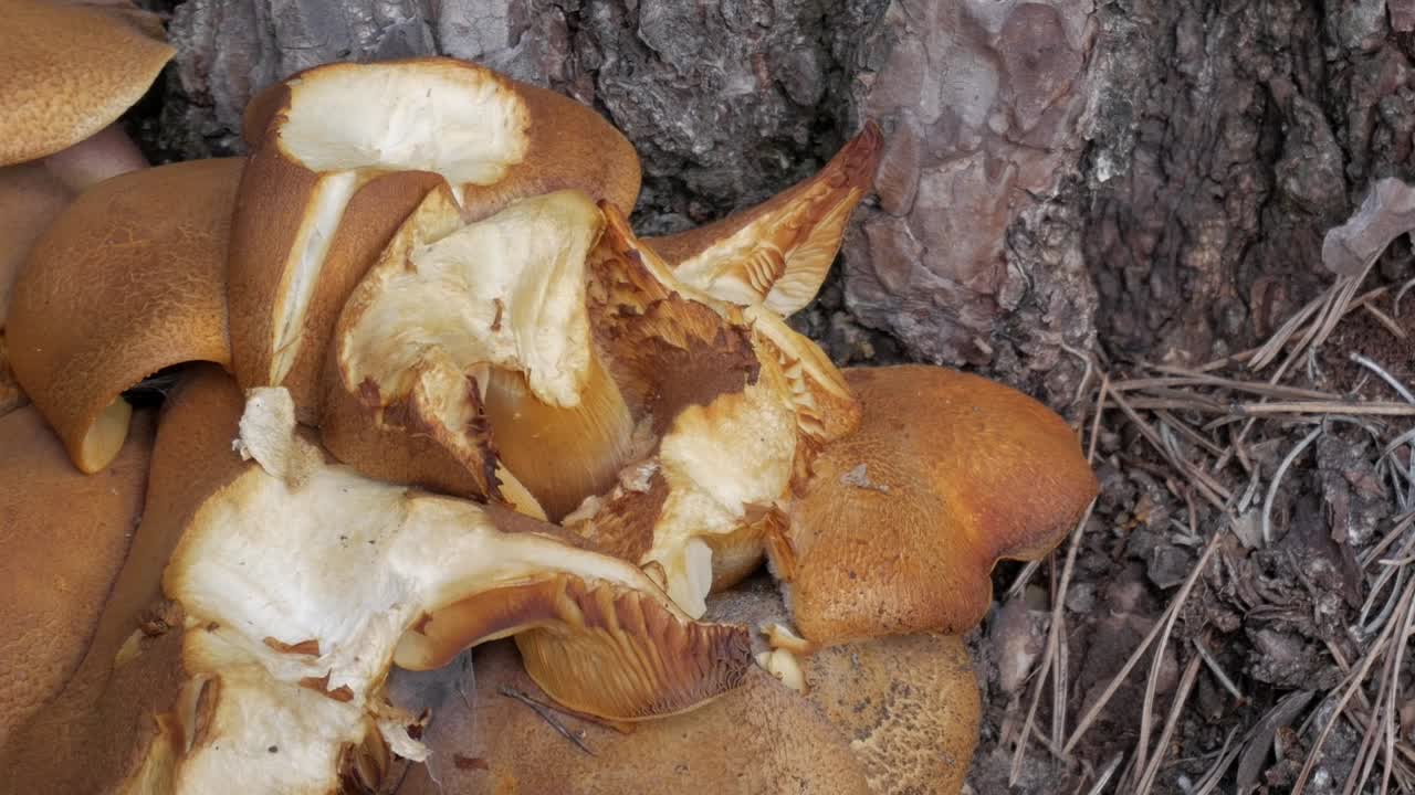 Brown mushrooms growing on tree bark, with their caps and stems visible in close-up view