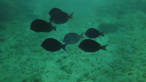 La-Asombrosa-Vida-De-Los-Peces-Loro-Nadando-Y-Comiendo-En-Los-Arrecifes-De-Coral-Del-Océano