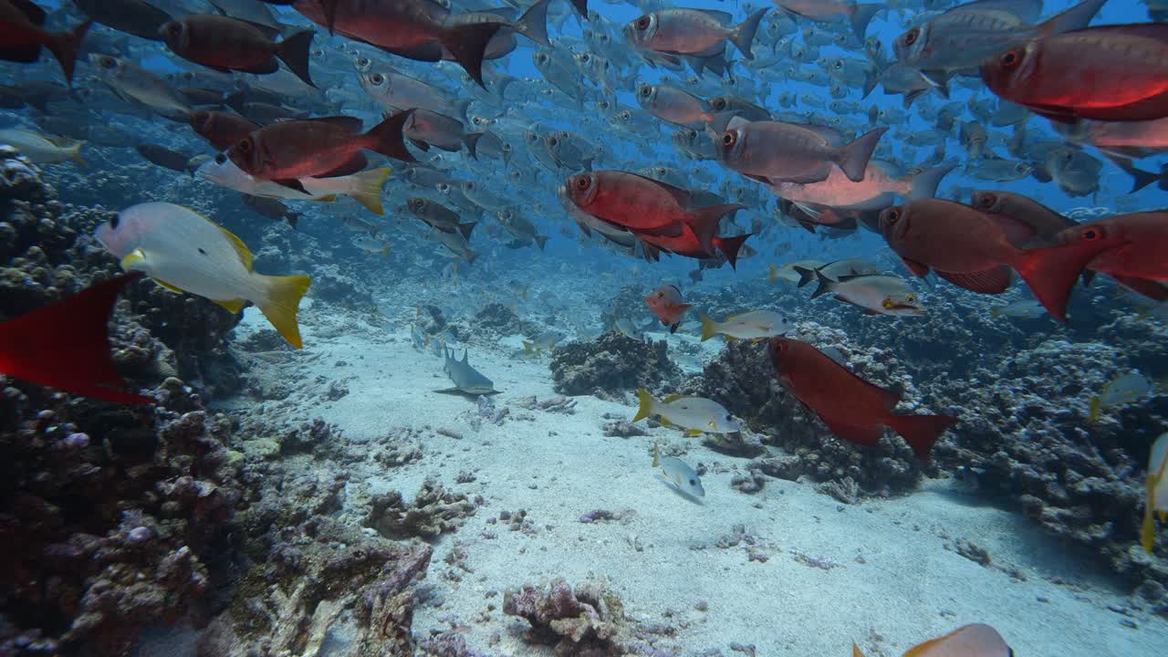White tip reef shark appears in the middle of a big school of goggle eye fish at the tropical coral reef of the atoll of Fakarava, French Polynesia. Slow motion