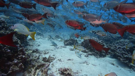 white tip reef shark appears in the middle of a big school of goggle eye fish at the tropical coral reef of the atoll of fakarava, french polynesia. slow motion