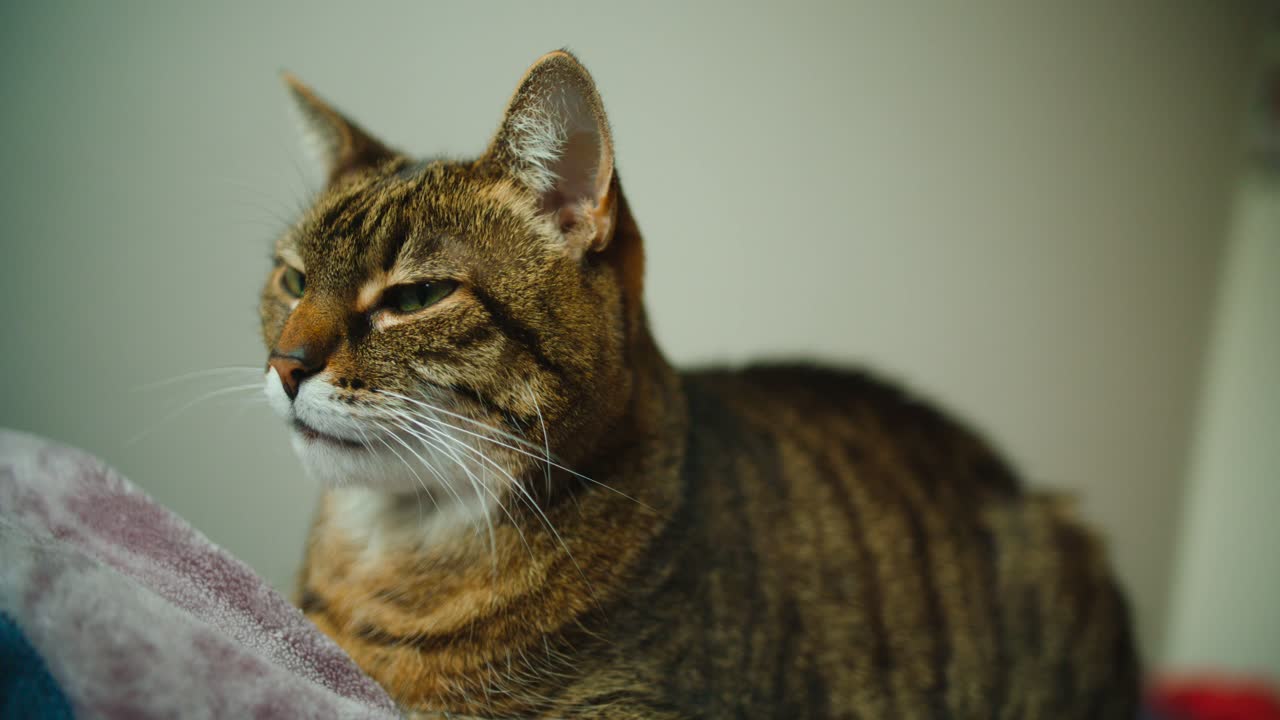 Gatto domestico tigrato è seduto calmo e immobile su una coperta confortevole