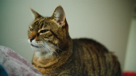 striped house cat is sitting calm and still on comfortable blanket